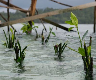 Mangrove Planting