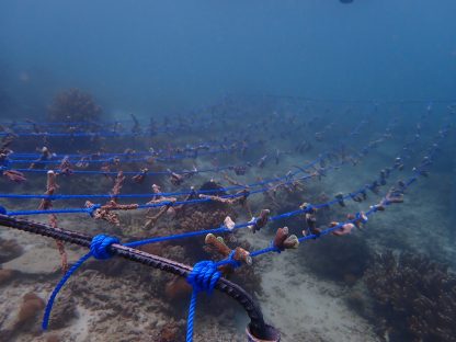 Rope Nursery